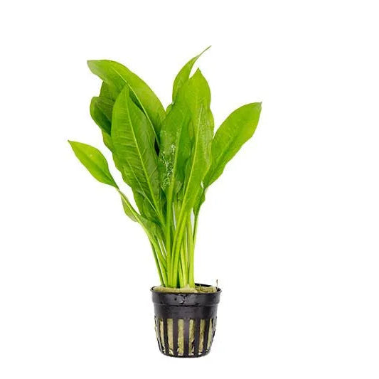 Amazon Sword plant with large green leaves in a planted aquarium