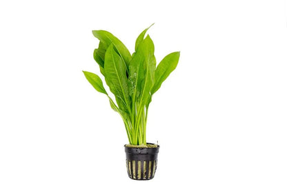 Beginner Plant Pack