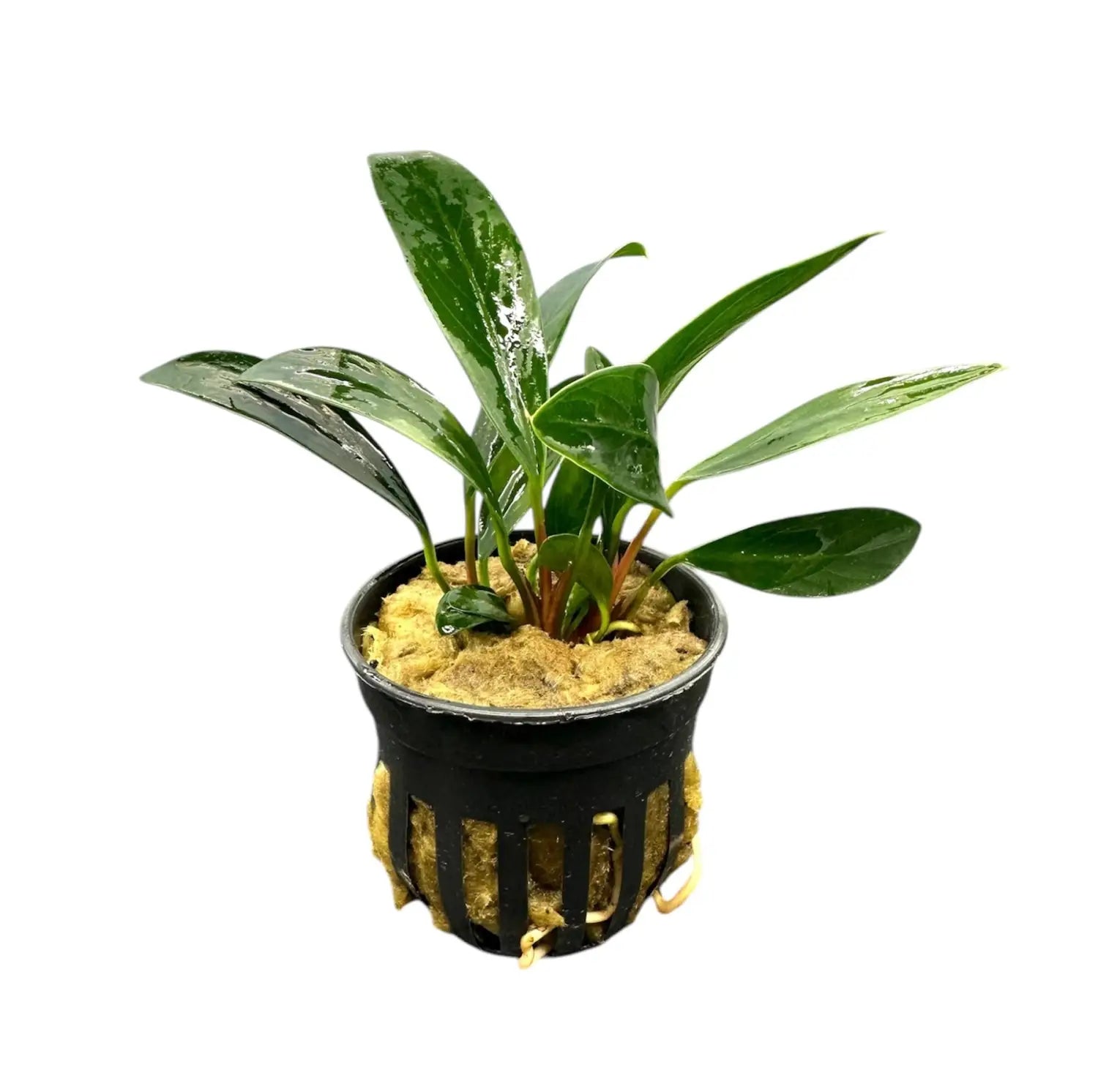 Anubias Afzelii Potted in planted aquarium
