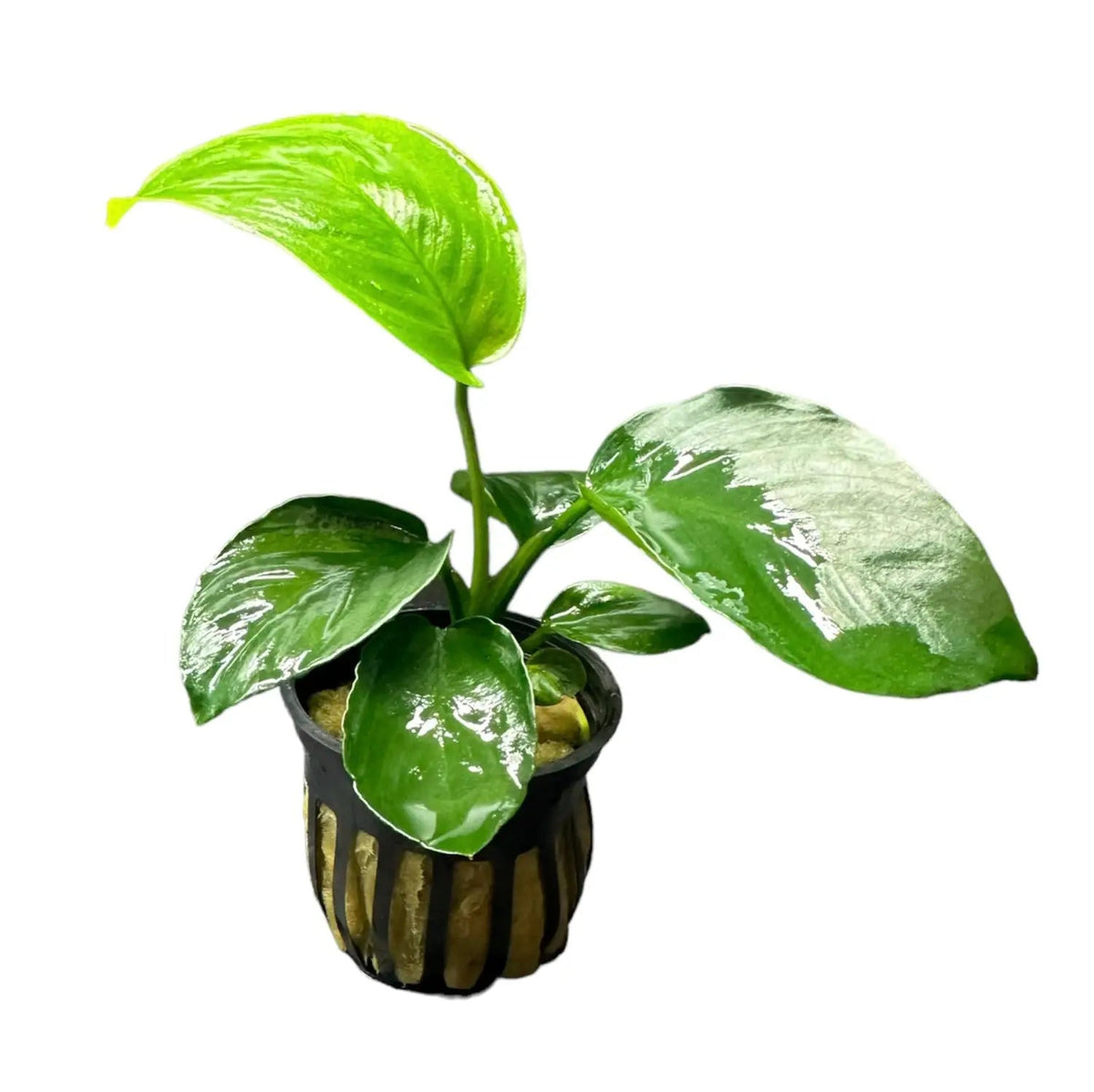 Anubias Barteri Potted in planted aquarium