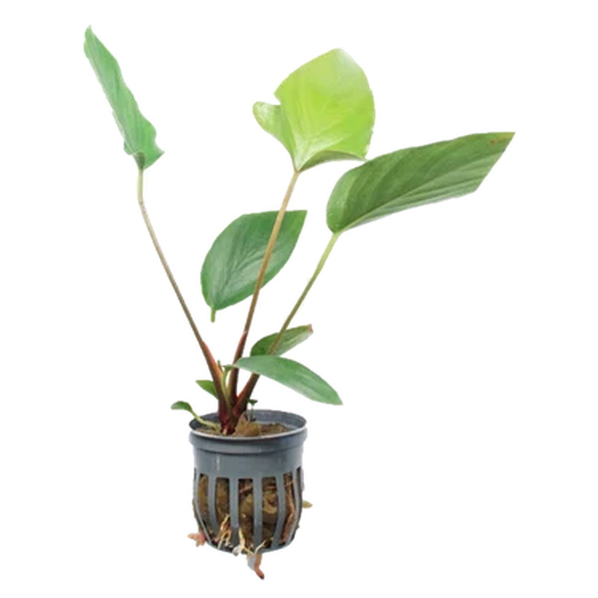 Anubias Hastifolia Potted in planted aquarium