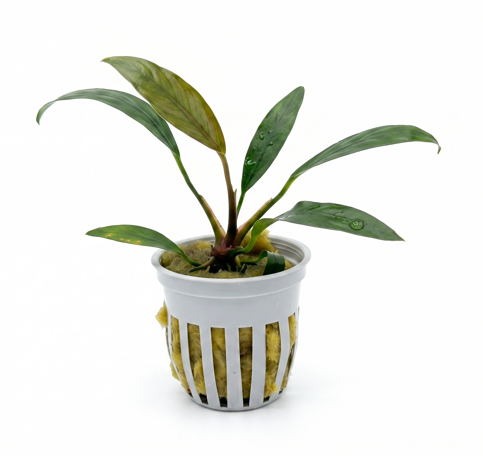 Anubias Lanceolata Potted in planted aquarium