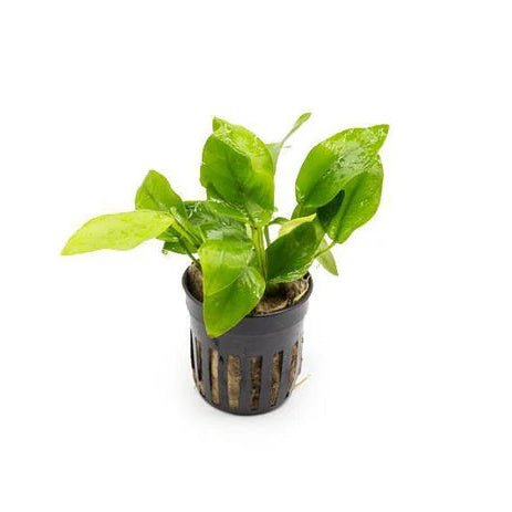 Anubias Nana 'Gold' in planted aquarium