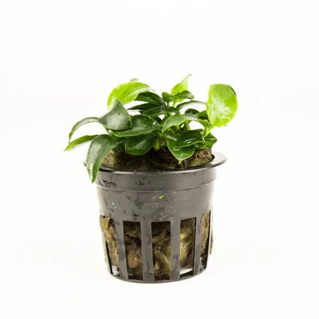 Anubias Nana Petite attached to driftwood in a planted aquarium