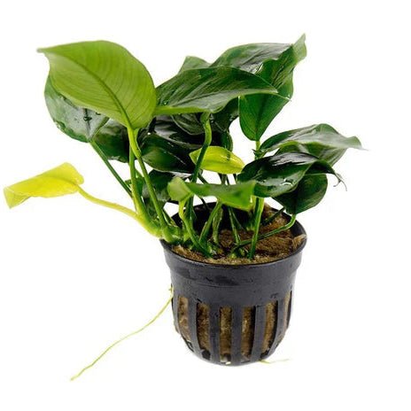 Anubias Nana with bright green leaves attached to driftwood in an aquarium