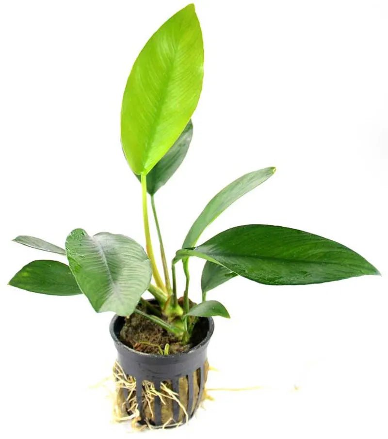 Anubias Nancon attached to driftwood in a planted aquarium