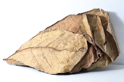 Catappa Leaves (Indian Almond Leaves) 10 Pack