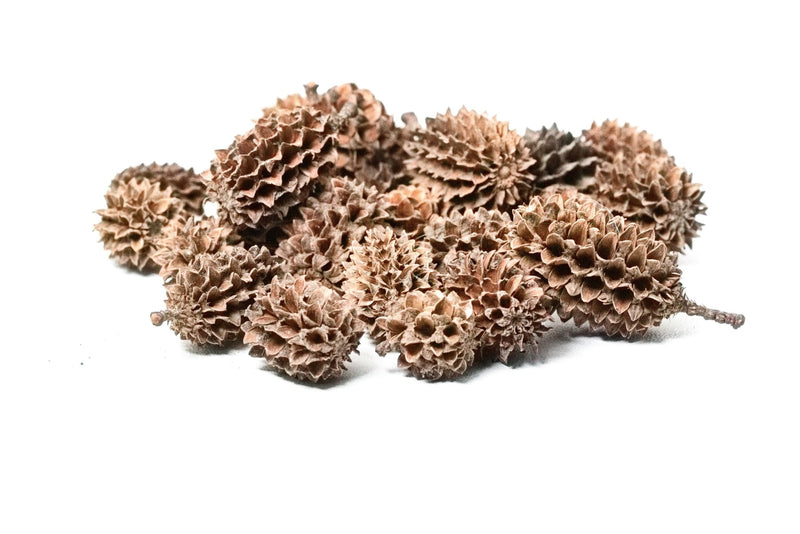 Casuarina Pods 25 Pack