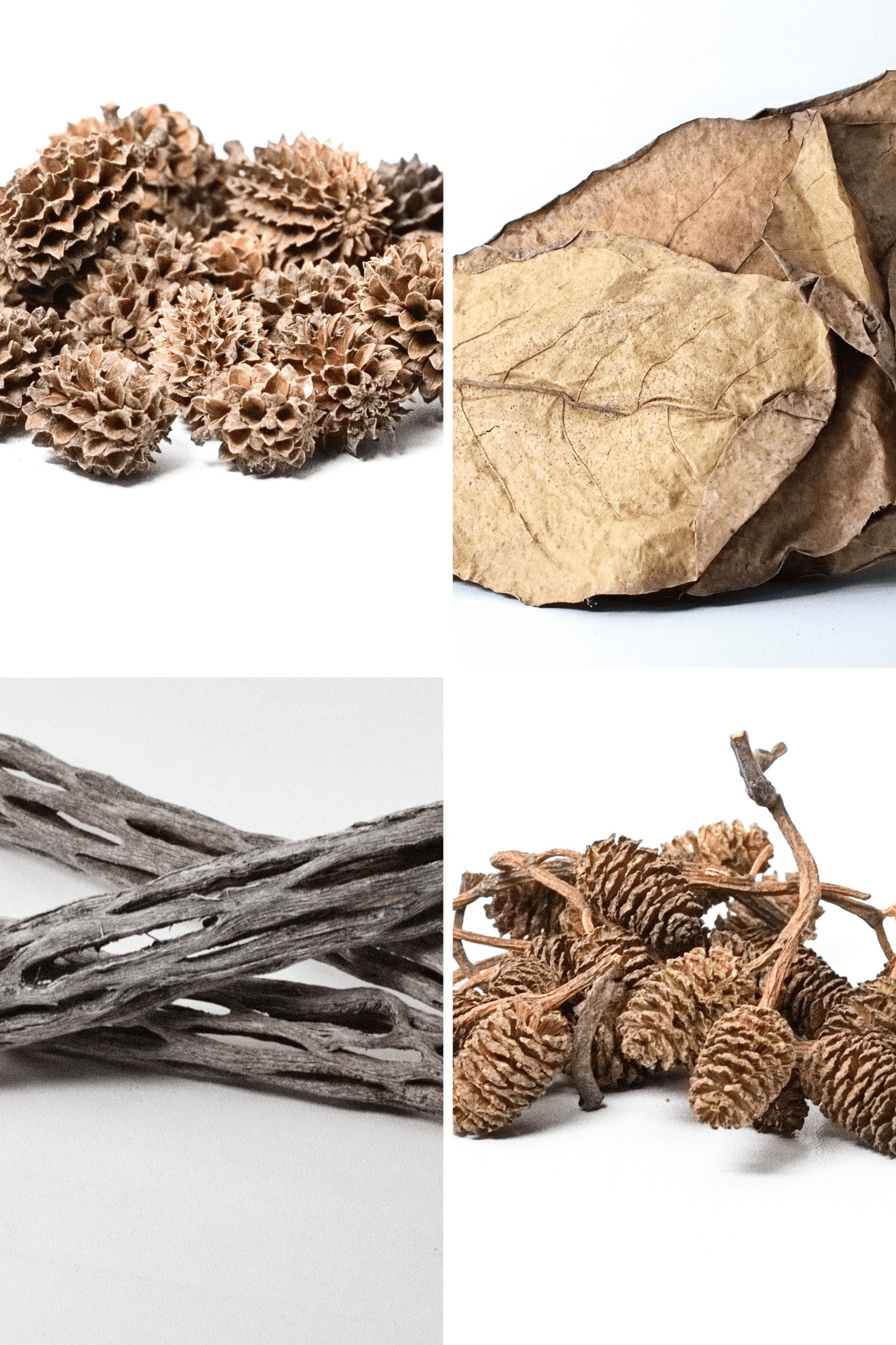 Aquarium Botanicals Bundle (Complete Natural Setup)