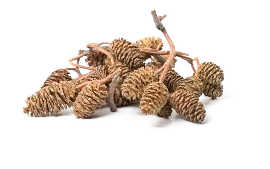 Alder Cones 25 Pack