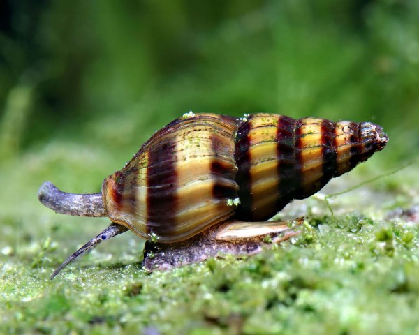 Assassin Snail in planted aquarium