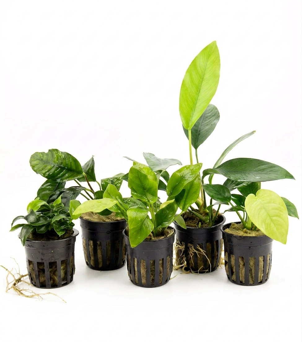 Assorted Anubias Plant Pack in planted aquarium