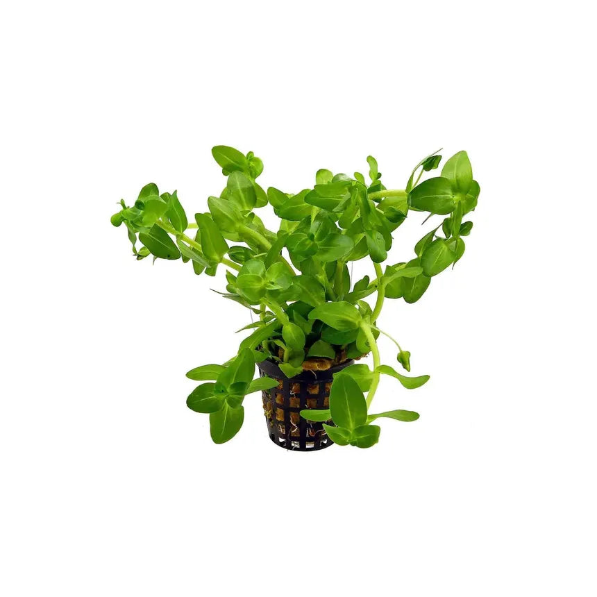 Bacopa (Bacopa Caroliniana) in planted aquarium