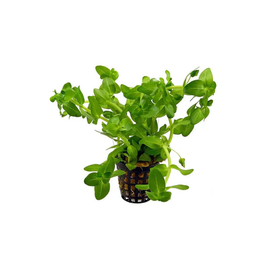Bacopa (Bacopa Caroliniana)