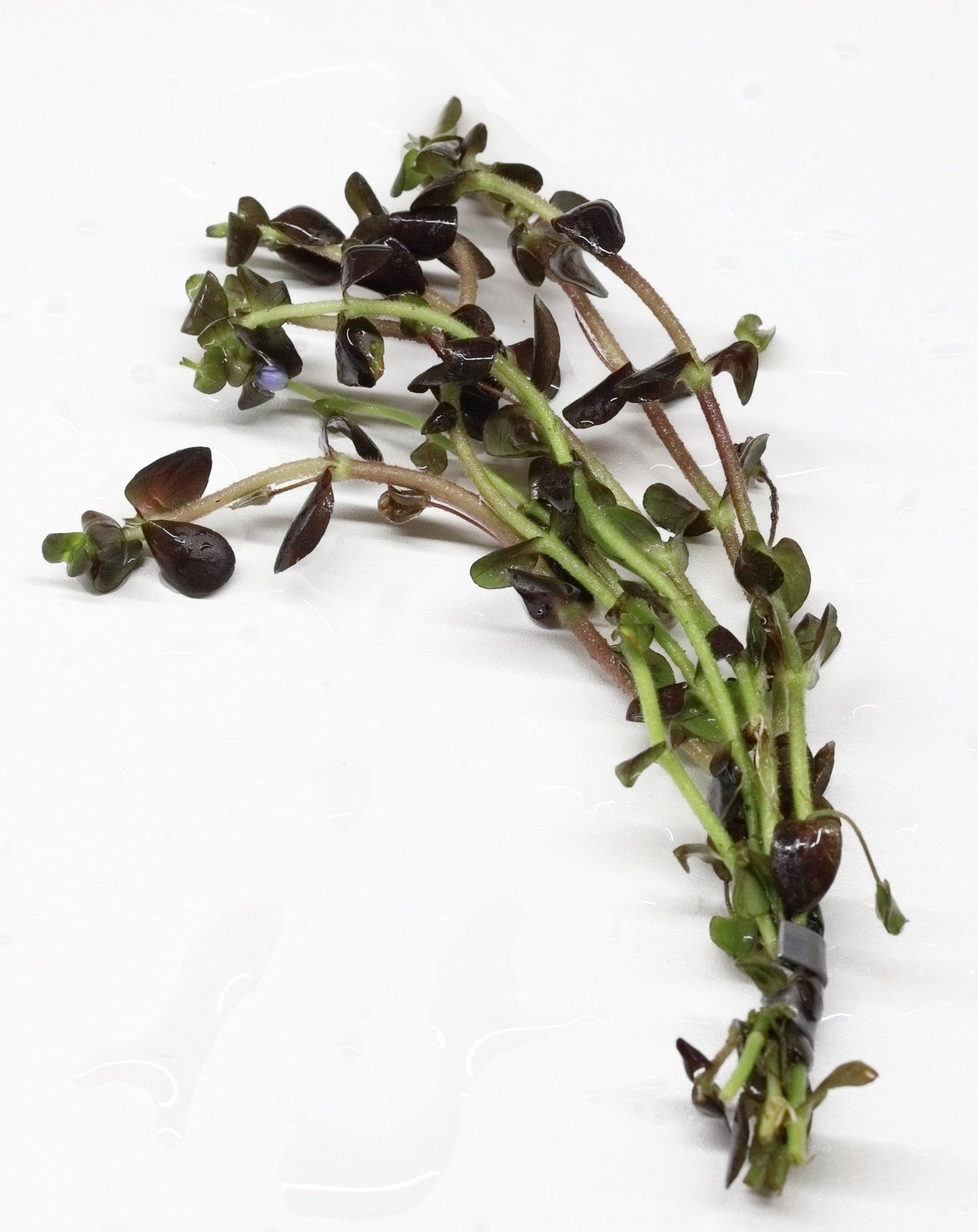 Bacopa Purple (Bacopa Salzmanii 'Purple')