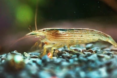 Bamboo Shrimp filter feeding with fan-like appendages in an aquarium