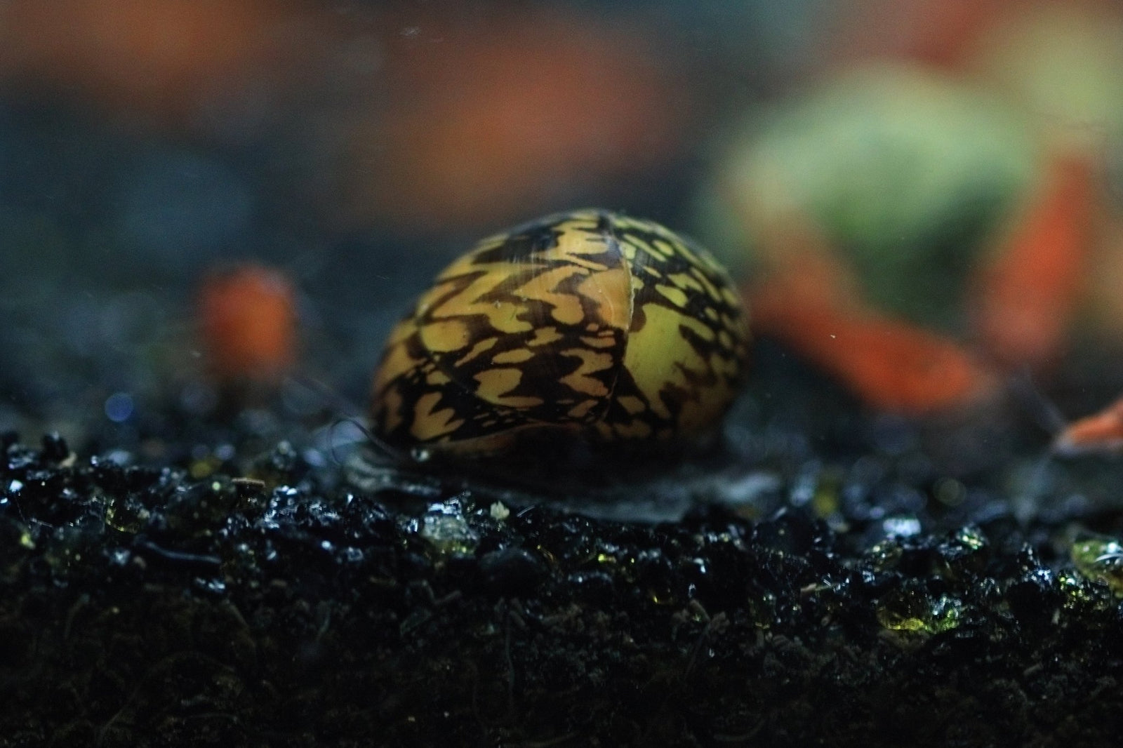 Batik Nerite Snail in planted aquarium