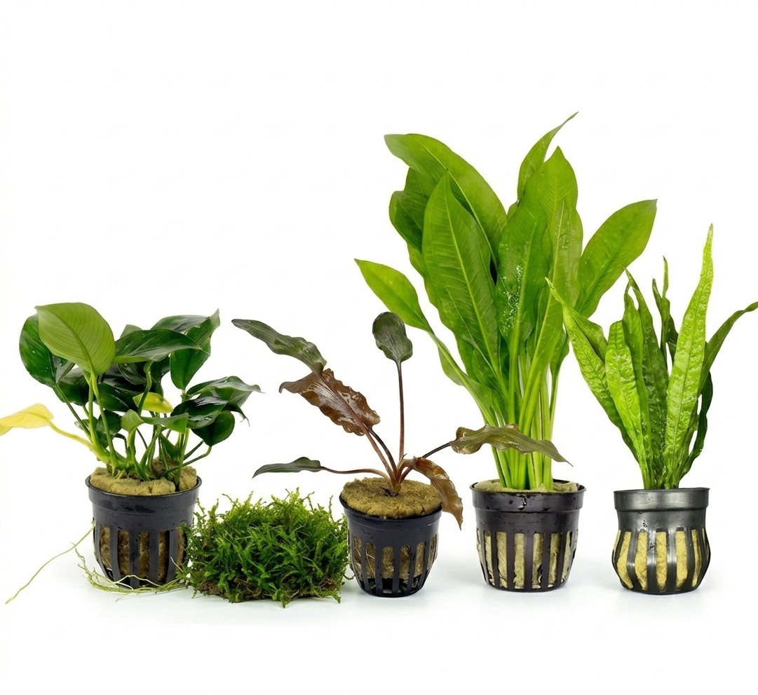 Beginner Plant Pack