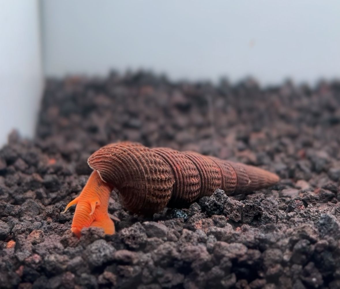 Big Orange Rabbit Snail with bright orange body on aquarium substrate