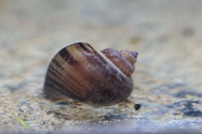 Black Mystery Snail with glossy black shell in aquarium