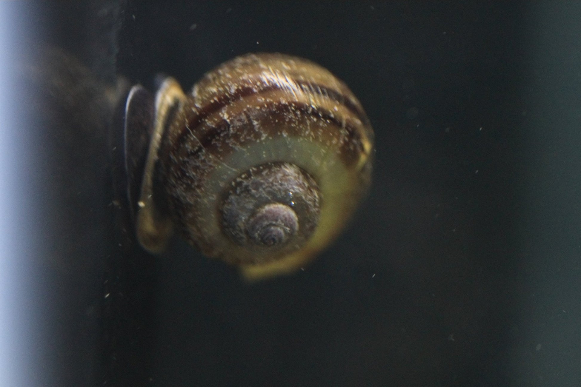 Black Mystery Snail with glossy black shell in aquarium