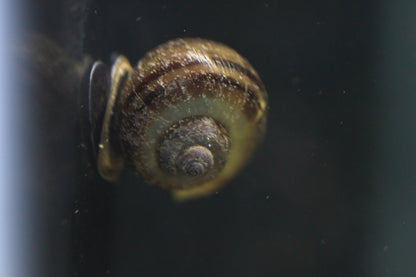 Black Mystery Snail with glossy black shell in aquarium