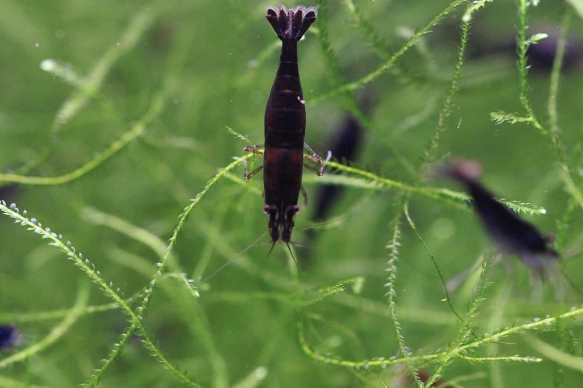 Black Rose Neocaridina shrimp on aquarium plant with dark coloration