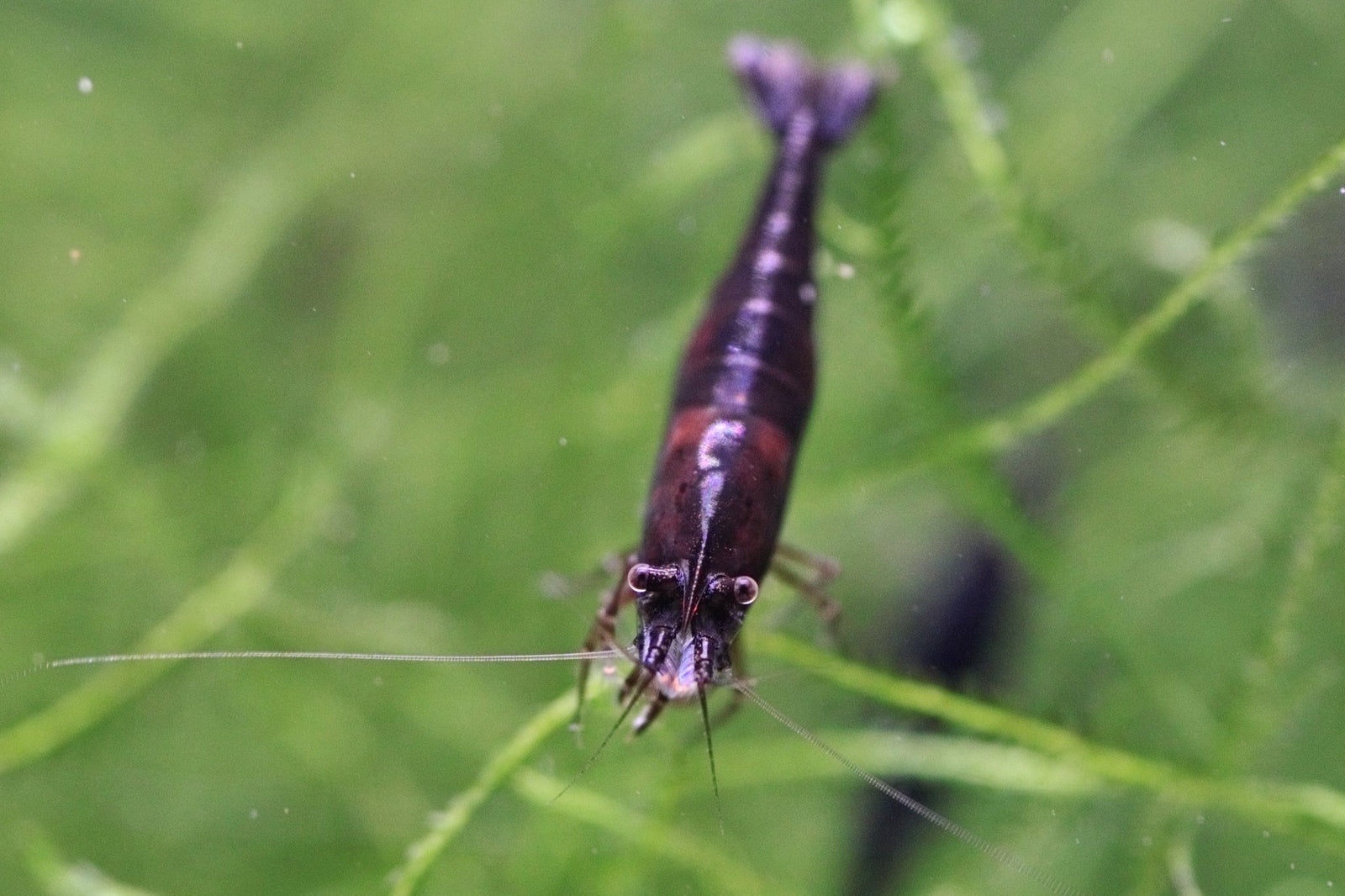 Black Rose Shrimp in planted aquarium