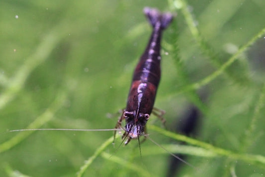 Black Rose Neocaridina shrimp on aquarium plant with dark coloration