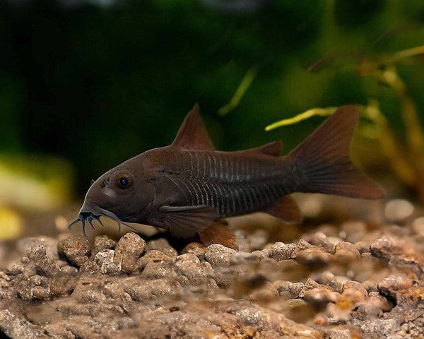 Black Venezuelan Corydoras with dark body and bronze undertones on aquarium substrate
