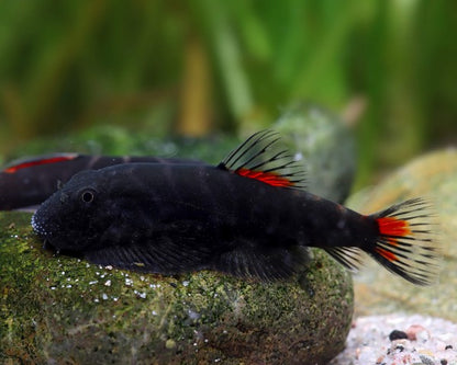 Bloody Mary Hillstream Loach