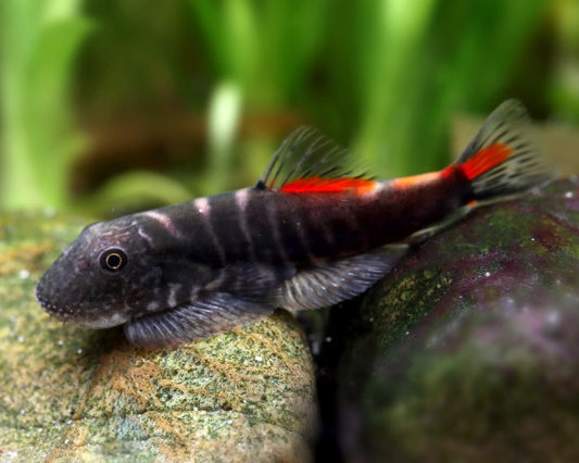 Bloody Mary Hillstream Loach