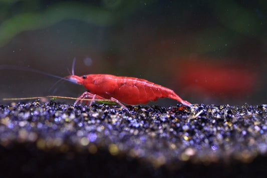 Bloody Mary Neocaridina shrimp with bright red coloration on aquarium plant