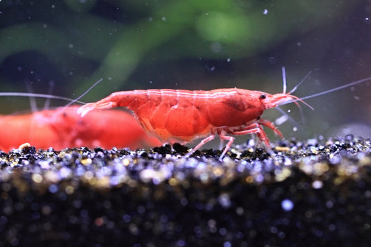 Bloody Mary Neocaridina shrimp with bright red coloration on aquarium plant