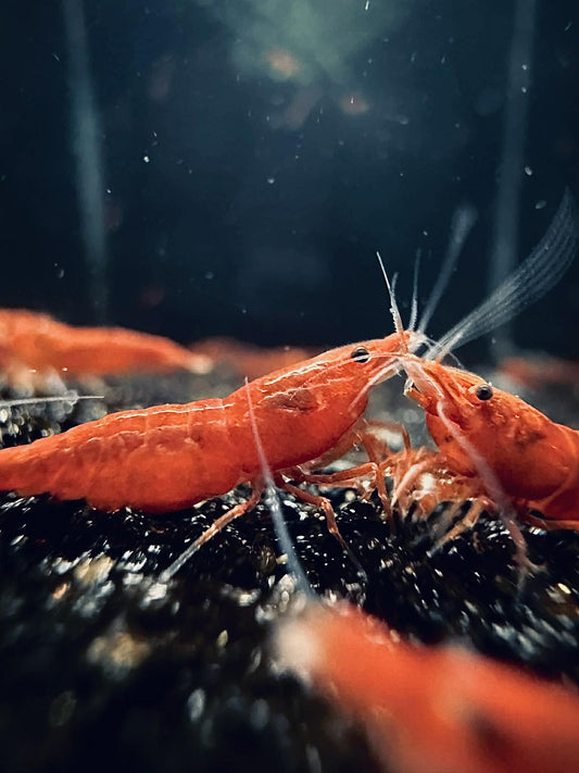 Bloody Orange Neocaridina shrimp with bright orange-red coloration on aquarium plant