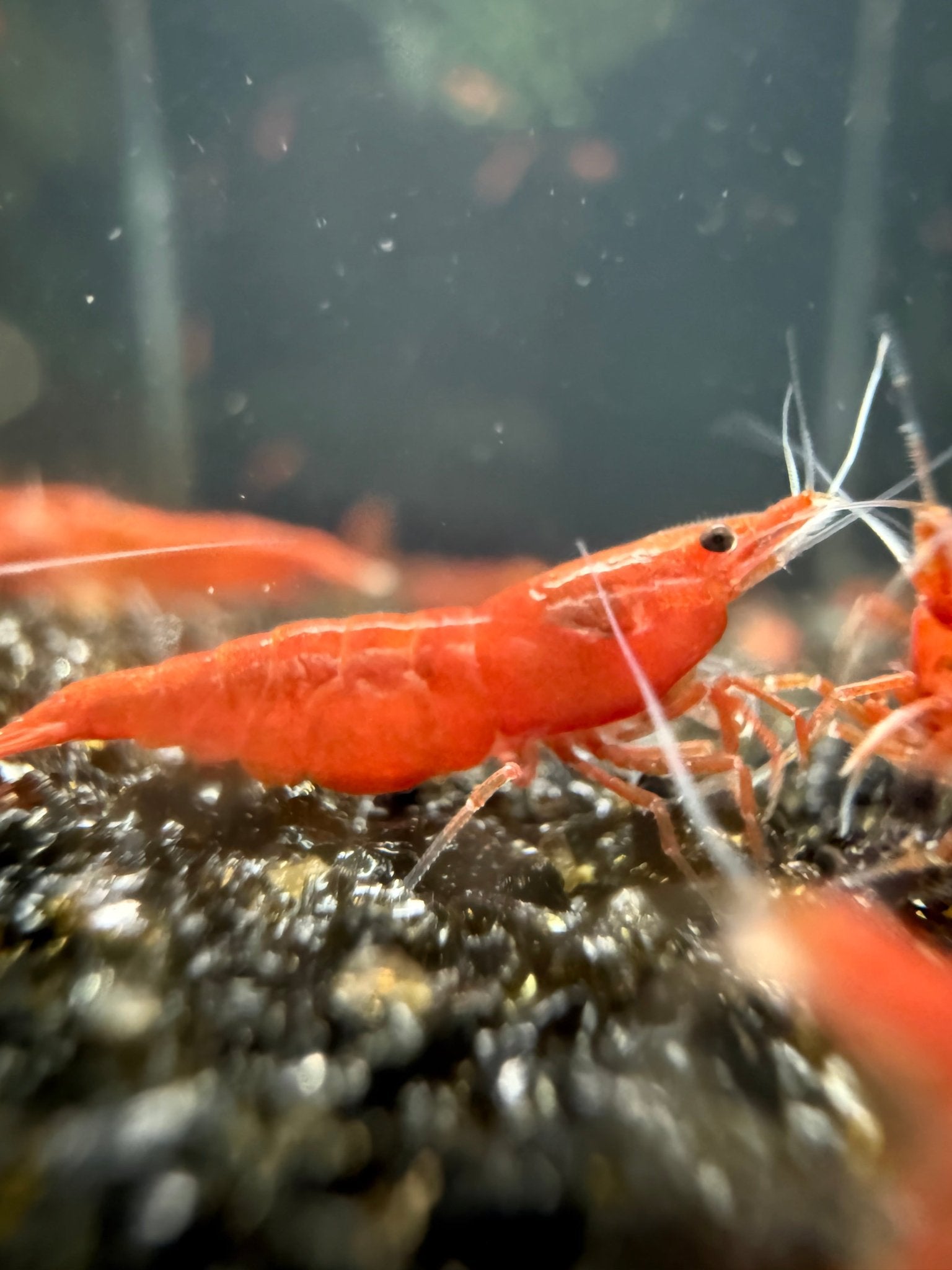 Bloody Orange Neocaridina shrimp with bright orange-red coloration on aquarium plant