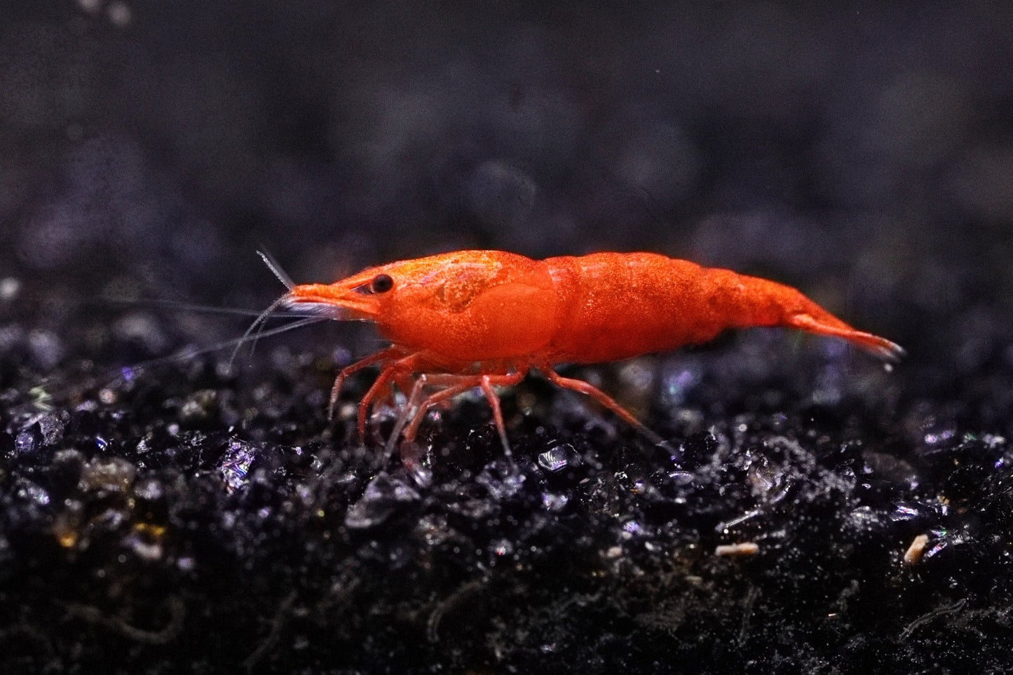 Bloody Orange Neocaridina shrimp with bright orange-red coloration on aquarium plant