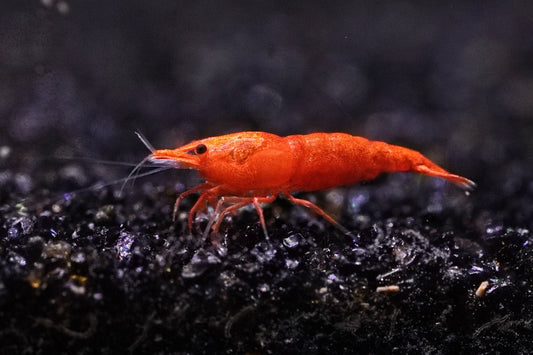 Bloody Orange Neocaridina shrimp with bright orange-red coloration on aquarium plant