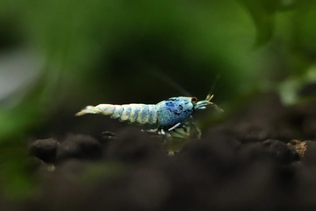 Blue Bolt Shrimp in planted aquarium