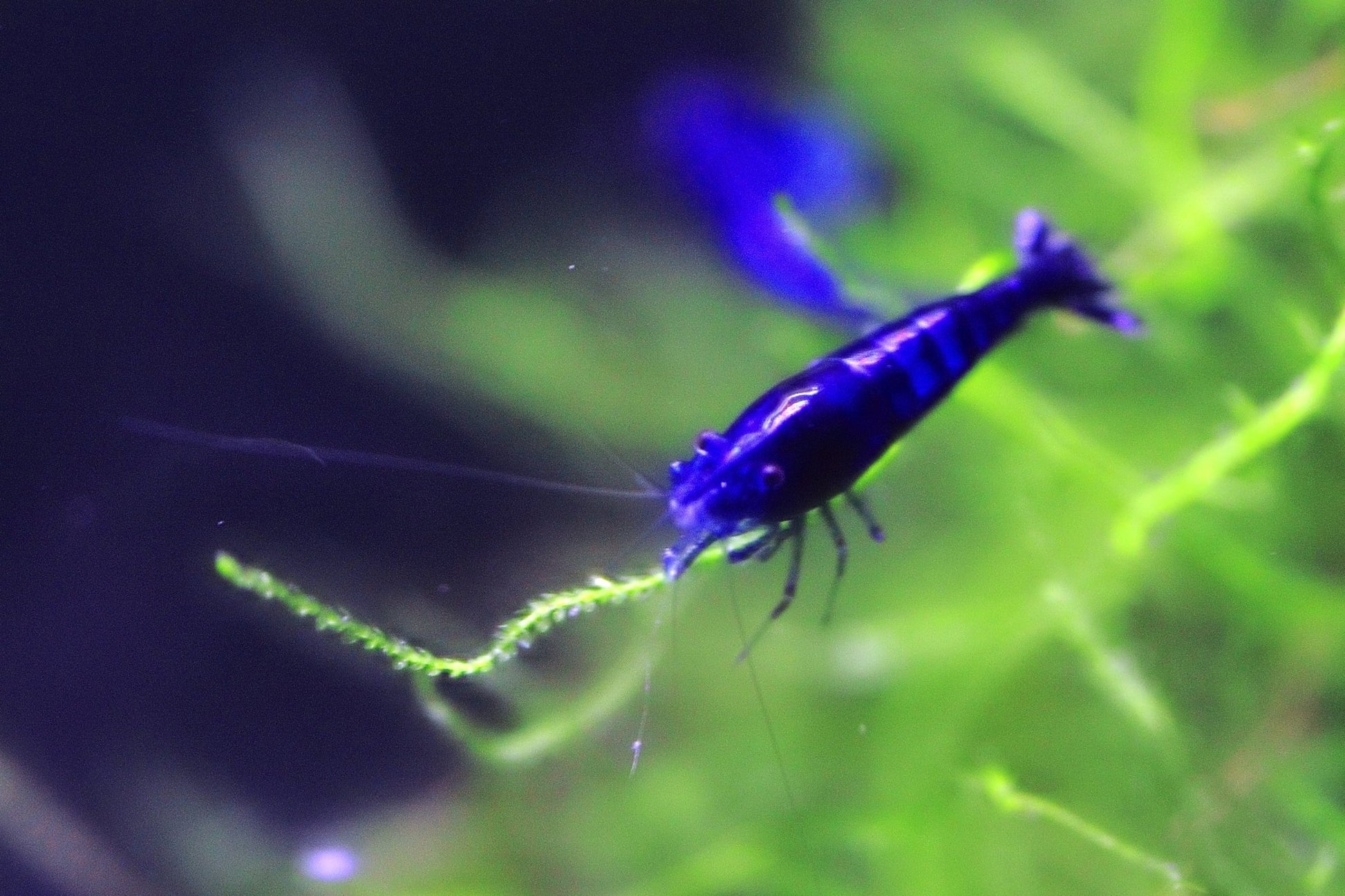 Blue Diamond Neocaridina shrimp with vibrant blue coloration on aquarium plant
