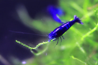 Blue Diamond Neocaridina shrimp with vibrant blue coloration on aquarium plant