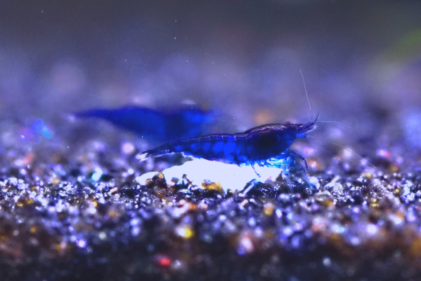 Blue Diamond Neocaridina shrimp with vibrant blue coloration on aquarium plant