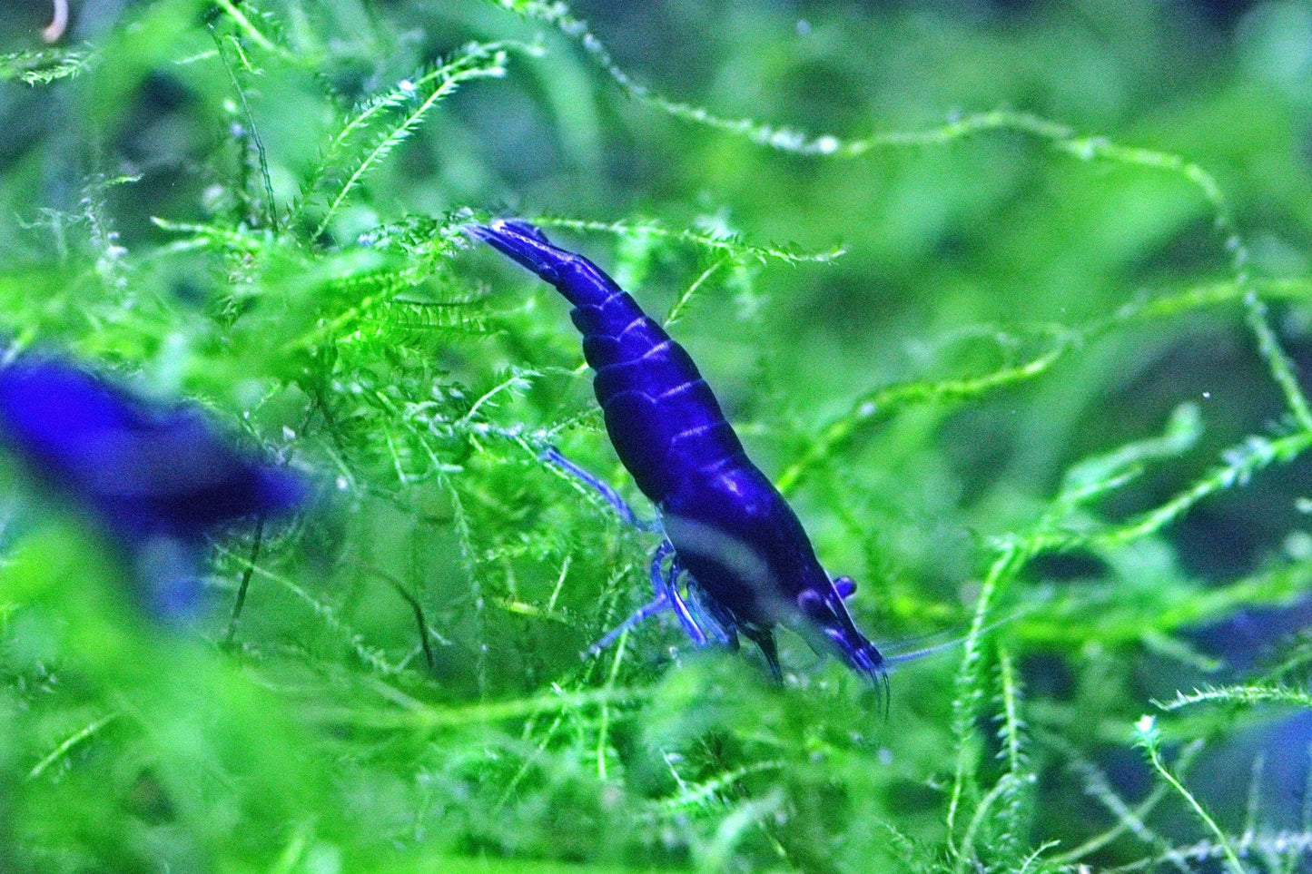 Blue Diamond Neocaridina shrimp with vibrant blue coloration on aquarium plant