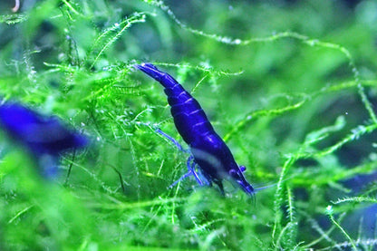Blue Diamond Neocaridina shrimp with vibrant blue coloration on aquarium plant