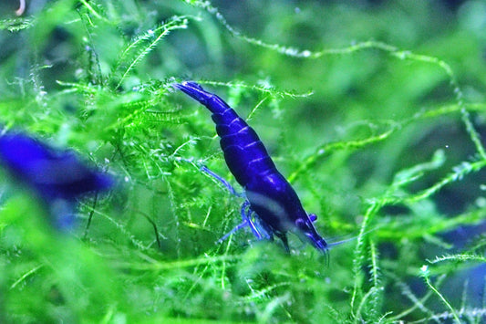 Blue Diamond Neocaridina shrimp with vibrant blue coloration on aquarium plant