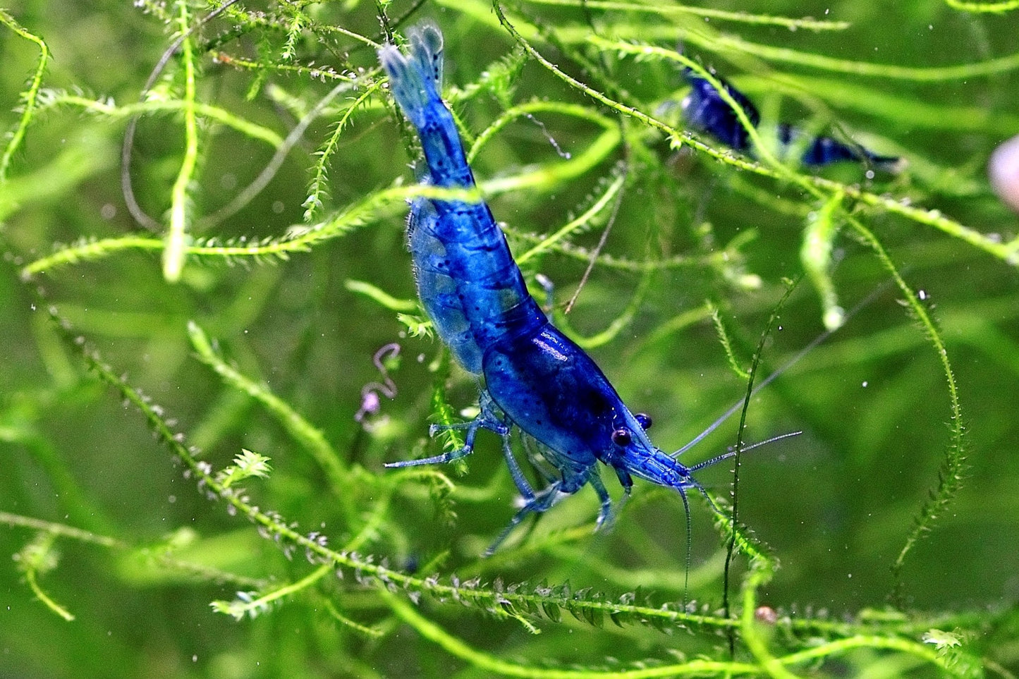 Blue Dream Neocaridina shrimp with vibrant blue coloration on aquarium plant