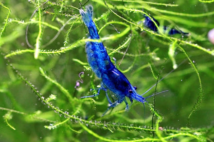 Blue Dream Neocaridina shrimp with vibrant blue coloration on aquarium plant