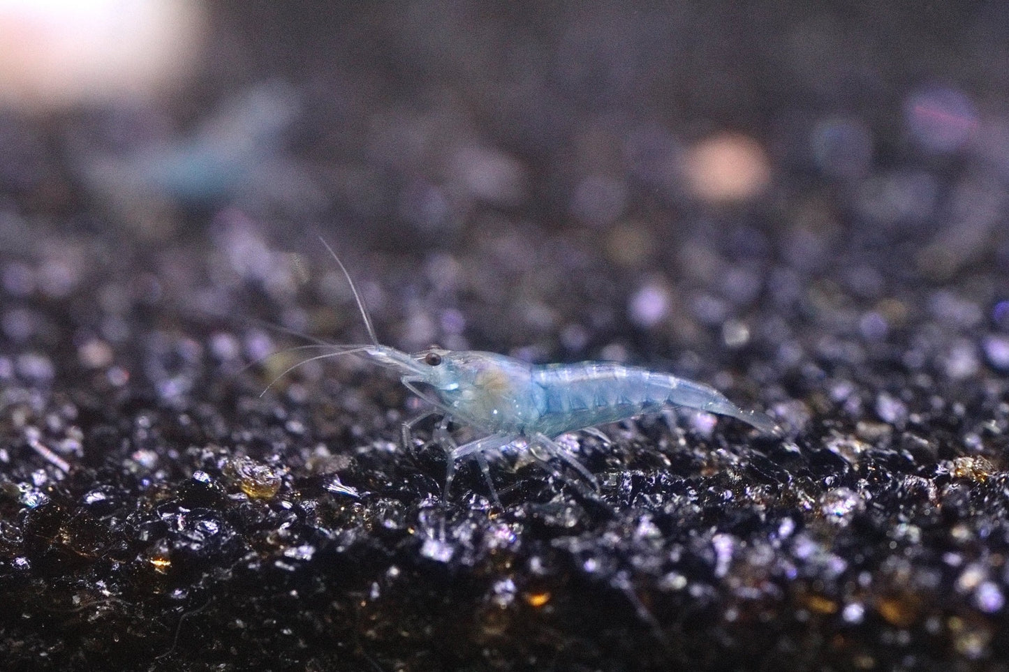Blue Jelly Neocaridina shrimp with translucent blue coloration on aquarium plant