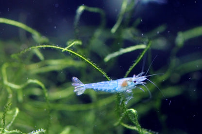 Blue Jelly Neocaridina shrimp with translucent blue coloration on aquarium plant