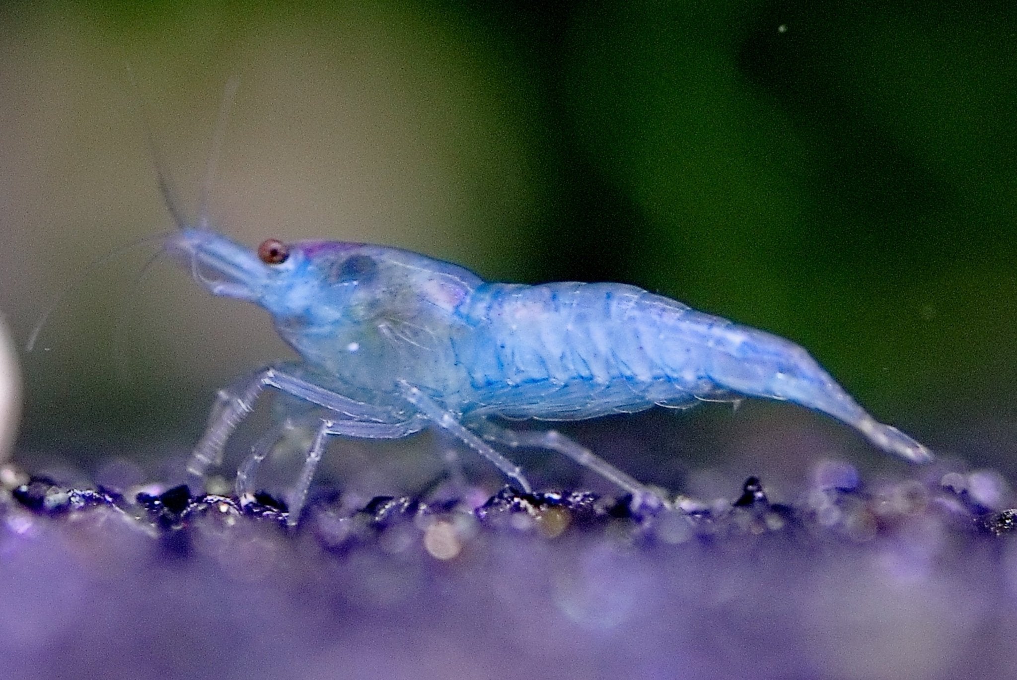 Skittles Pack Shrimp for Sale | Assorted Neocaridina | Razz Aquatics